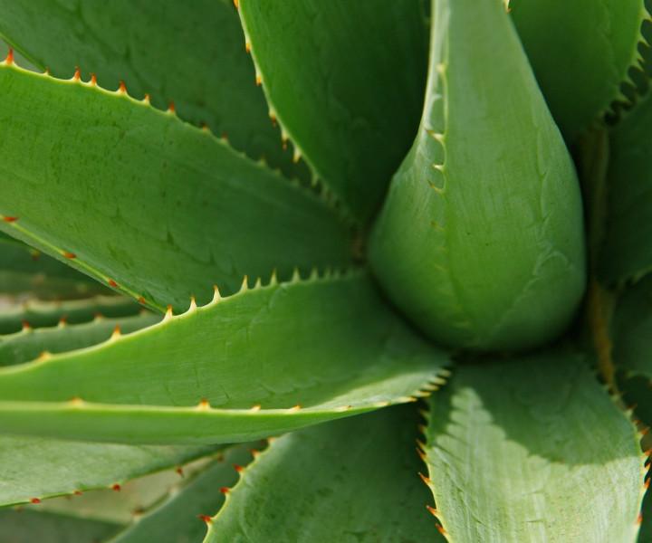 Aloe Vera Heilungspflanze